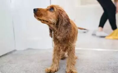 Dog Shivering and Trembling in Smyrna, GA: Causes and Treatments