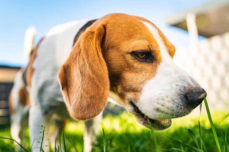 Dog Eating Grass