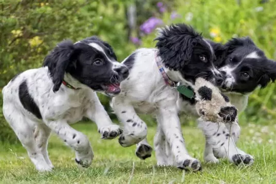 3 puppies playing