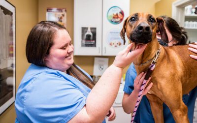 Dog Vaccination Schedule in Smyrna, GA and Why It’s Important