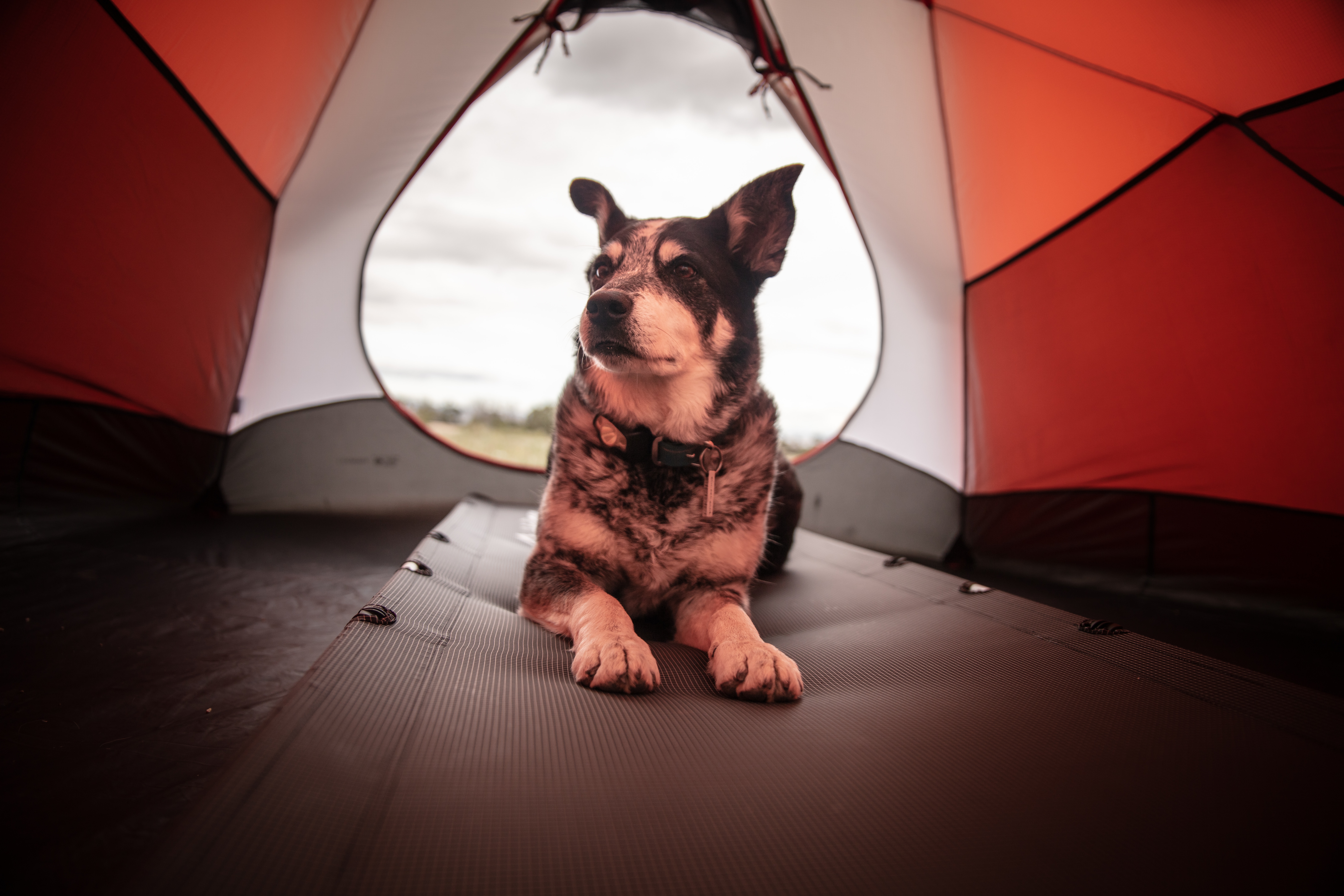 Important Things to Know About Camping With Pets