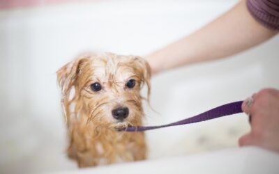 How to Choose the Perfect Shampoo for Your Dog’s Coat