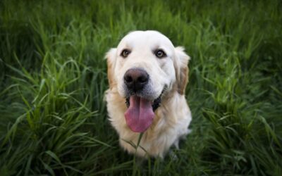 Managing Your Dog’s Health Post-Lyme Disease Diagnosis