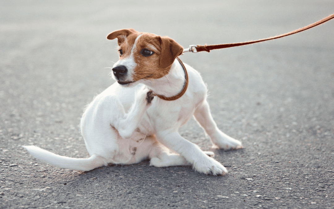 Dog on leash itching