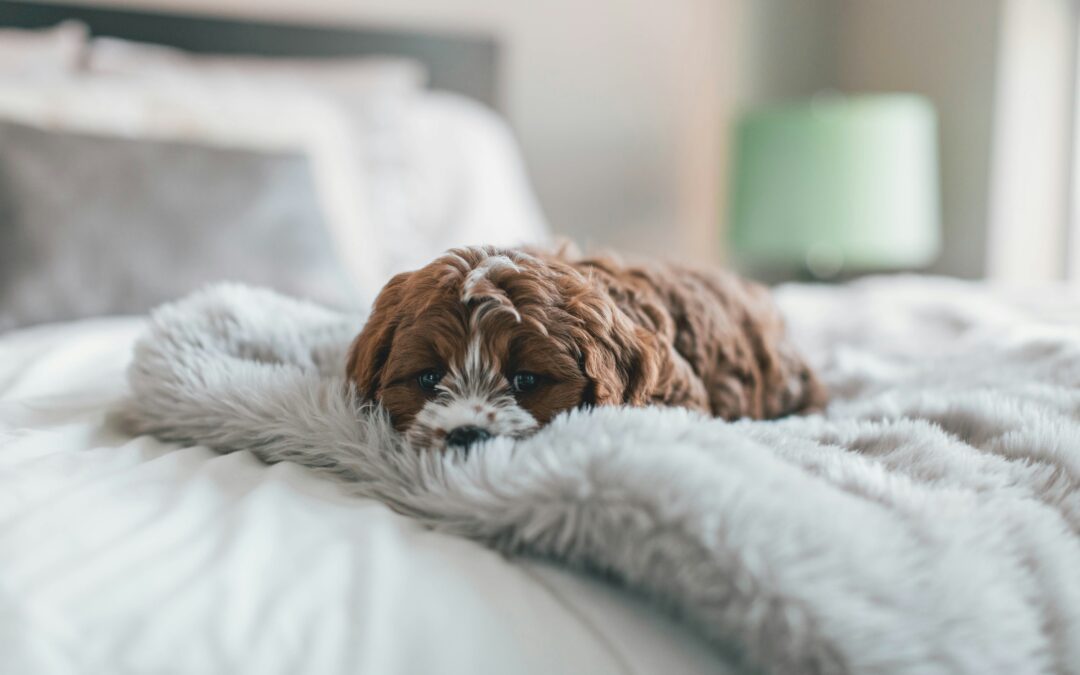 Small brown puppy burying face in bed