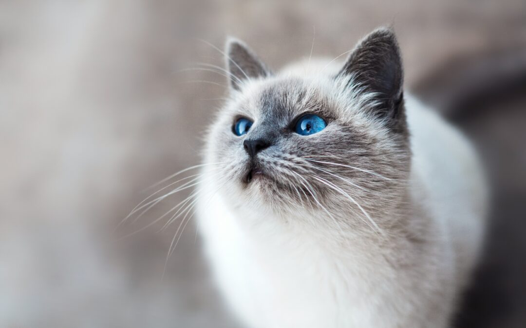 Close-up of a cat with blue eyes and soft fur looking upwards